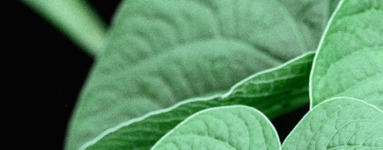 Muira Puama (Ptychopetalum olacoides) 2.del